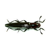 ACROPTEROXYS GRACILIS